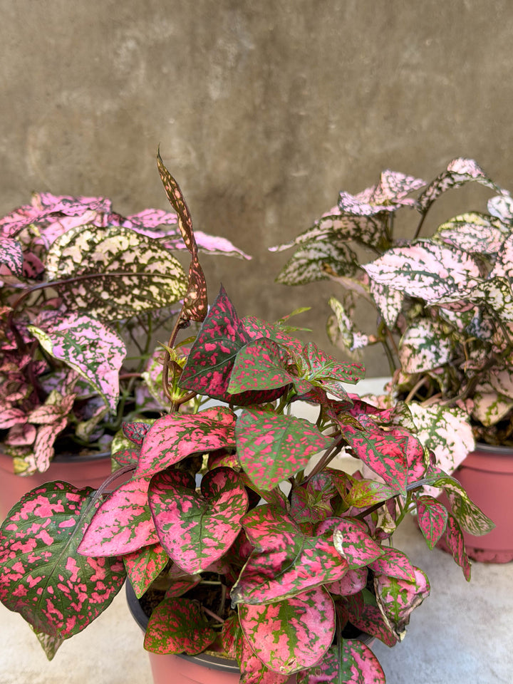 Polka Dot Plant