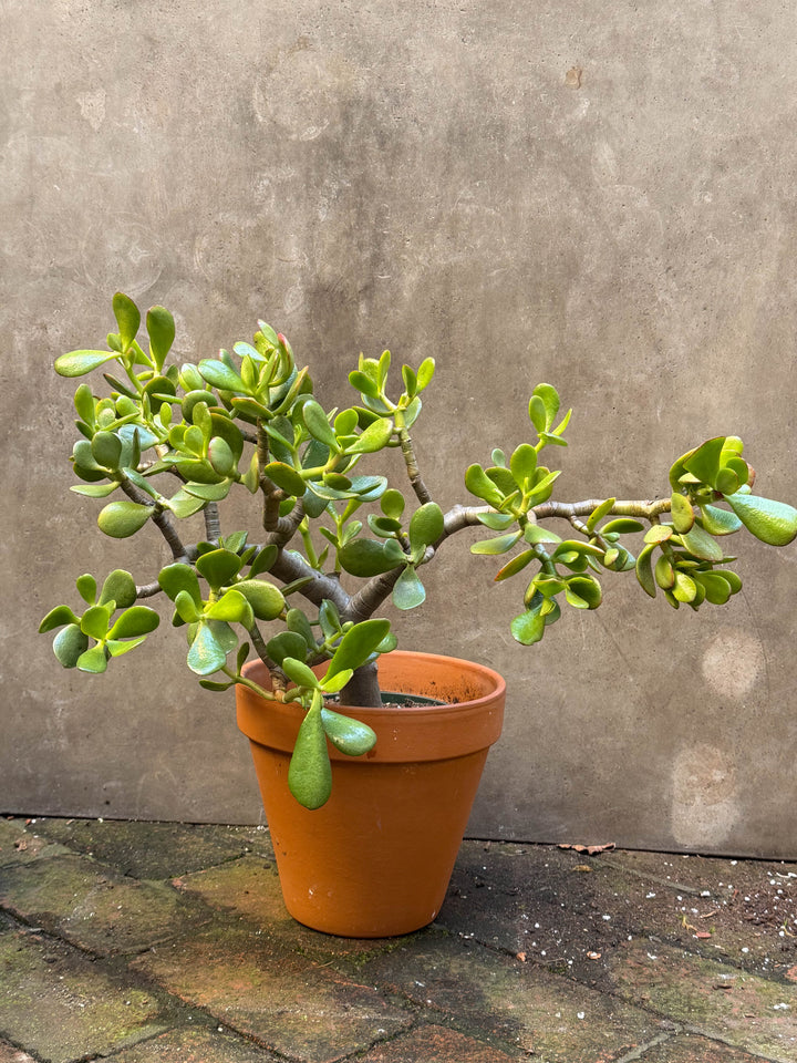 Jade Plant