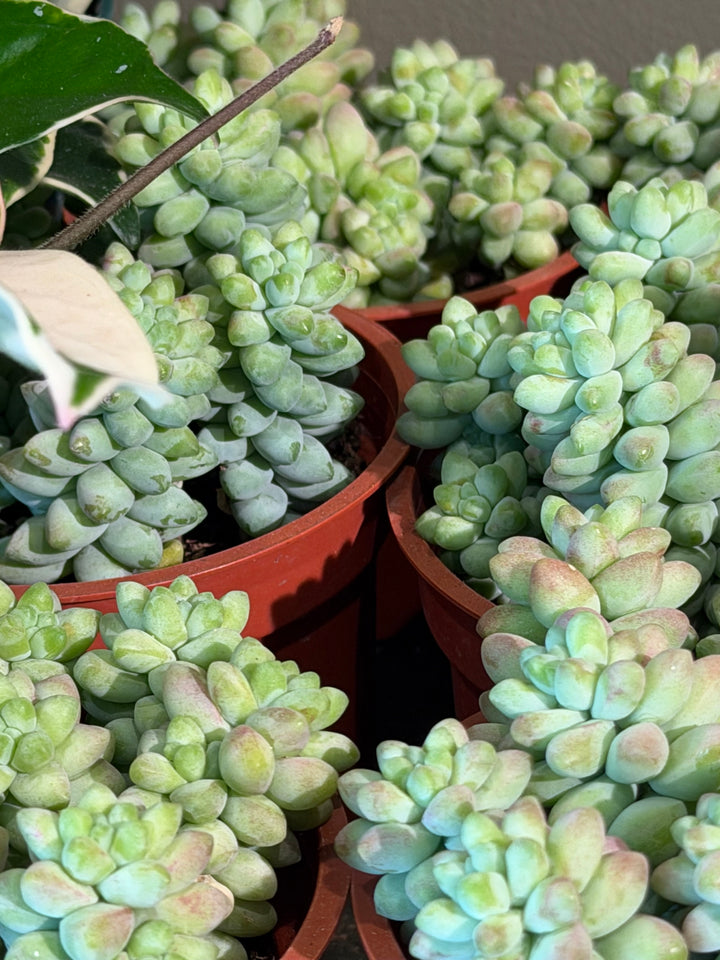 Donkey's Tail Succulent