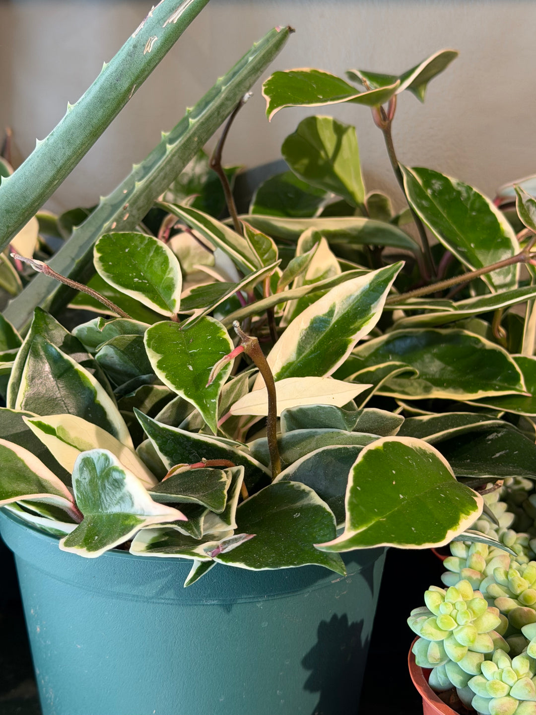Hoya 'Krimson Queen'
