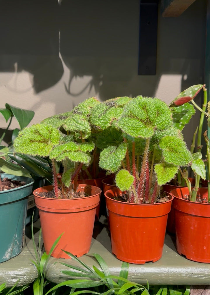 Begonia 'Iron Cross'