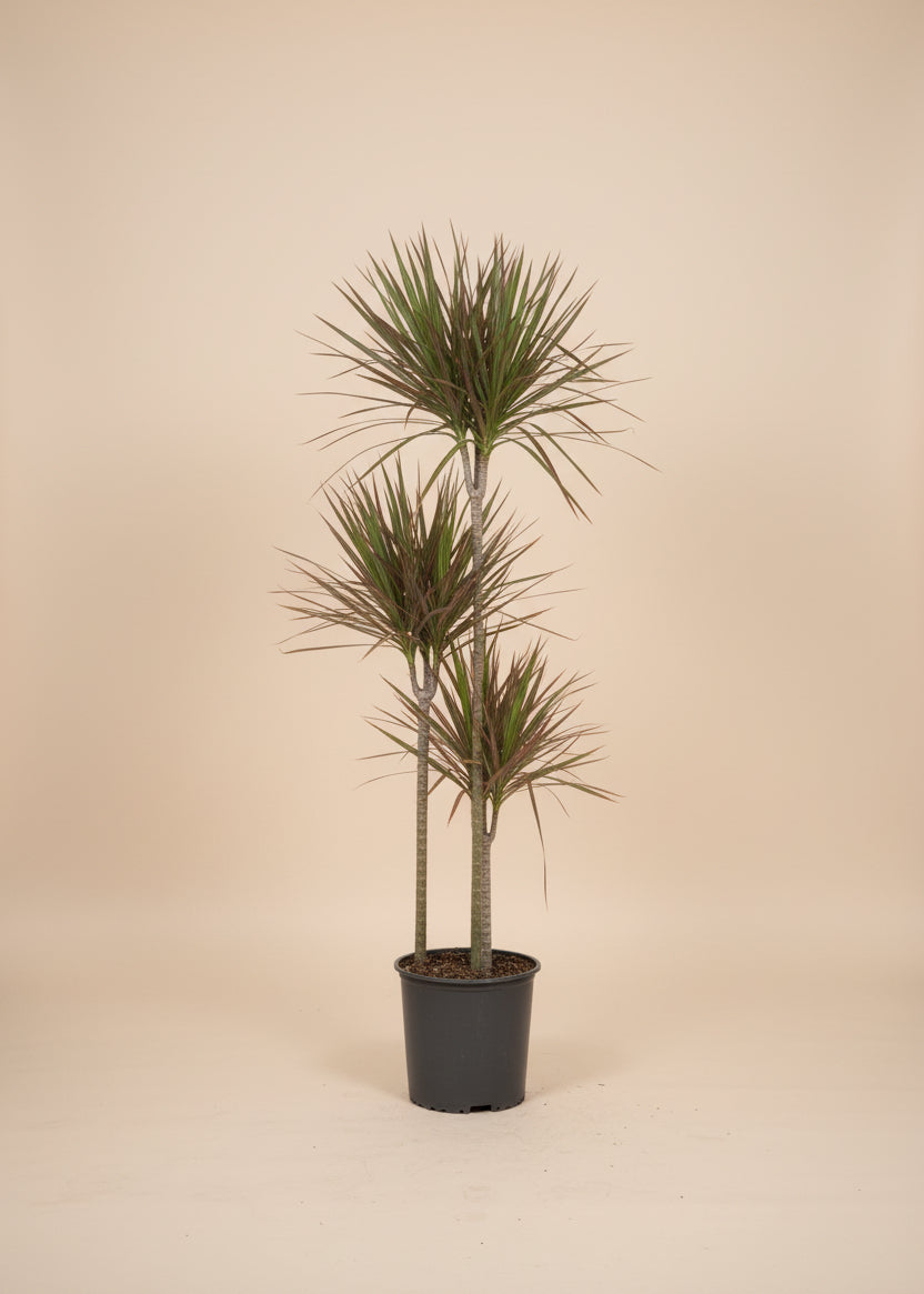 Dracaena 'Colorama'