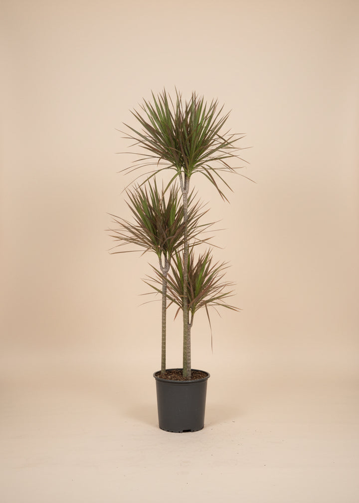 Dracaena 'Colorama'