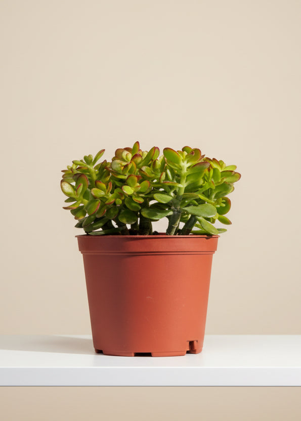 Jade Plant