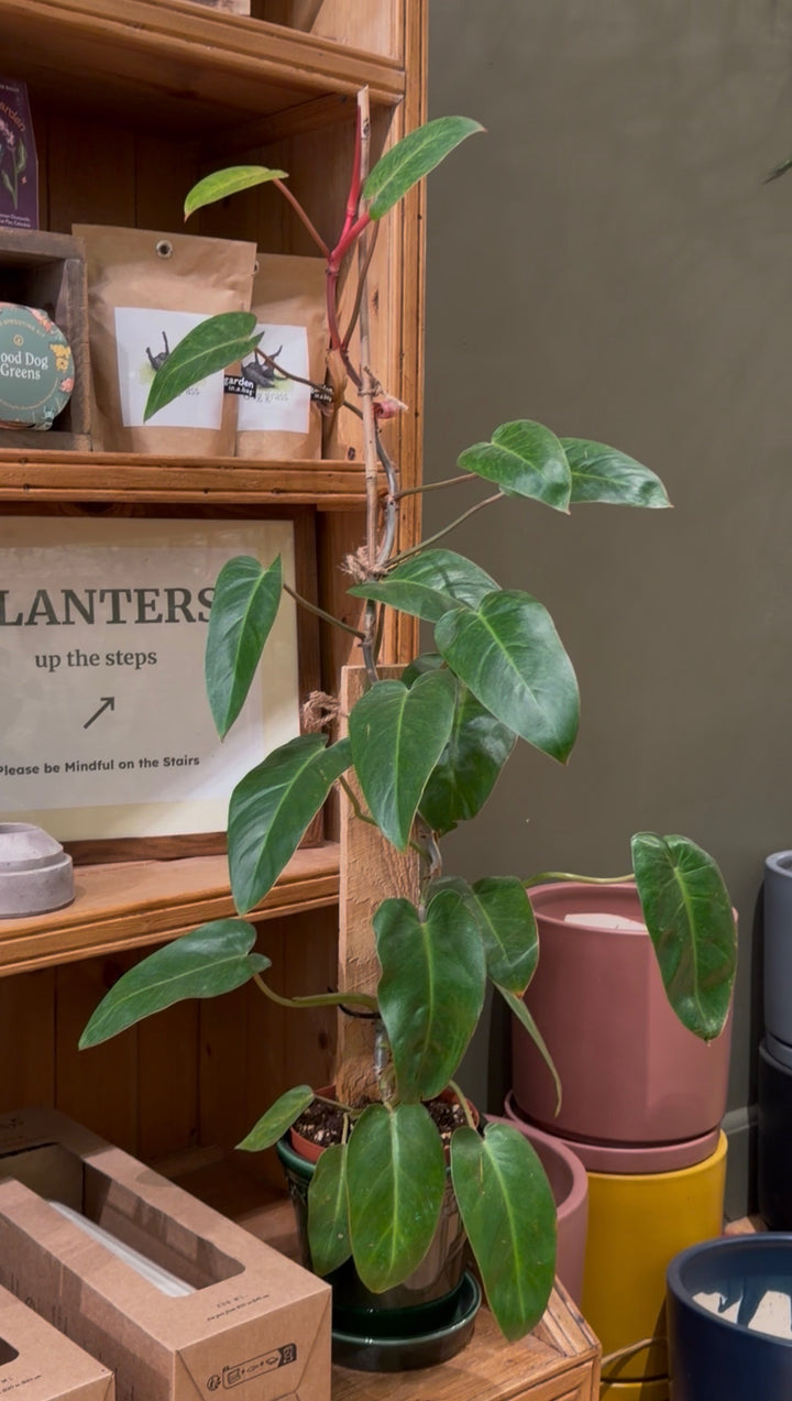 Philodendron 'Painted Lady'
