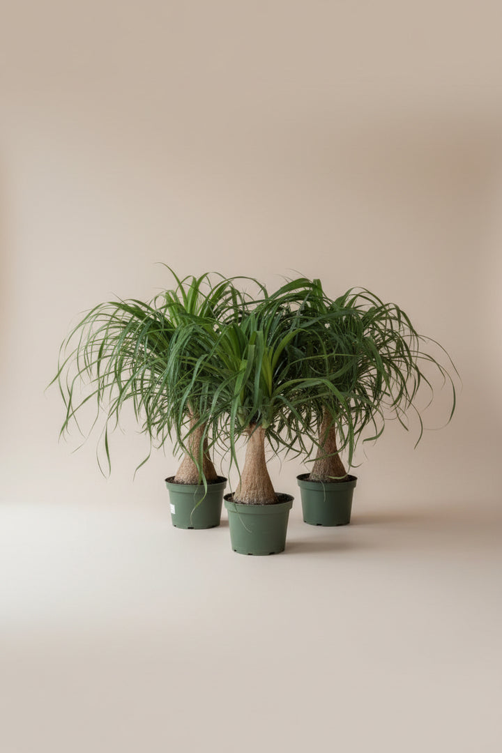 Ponytail Palm