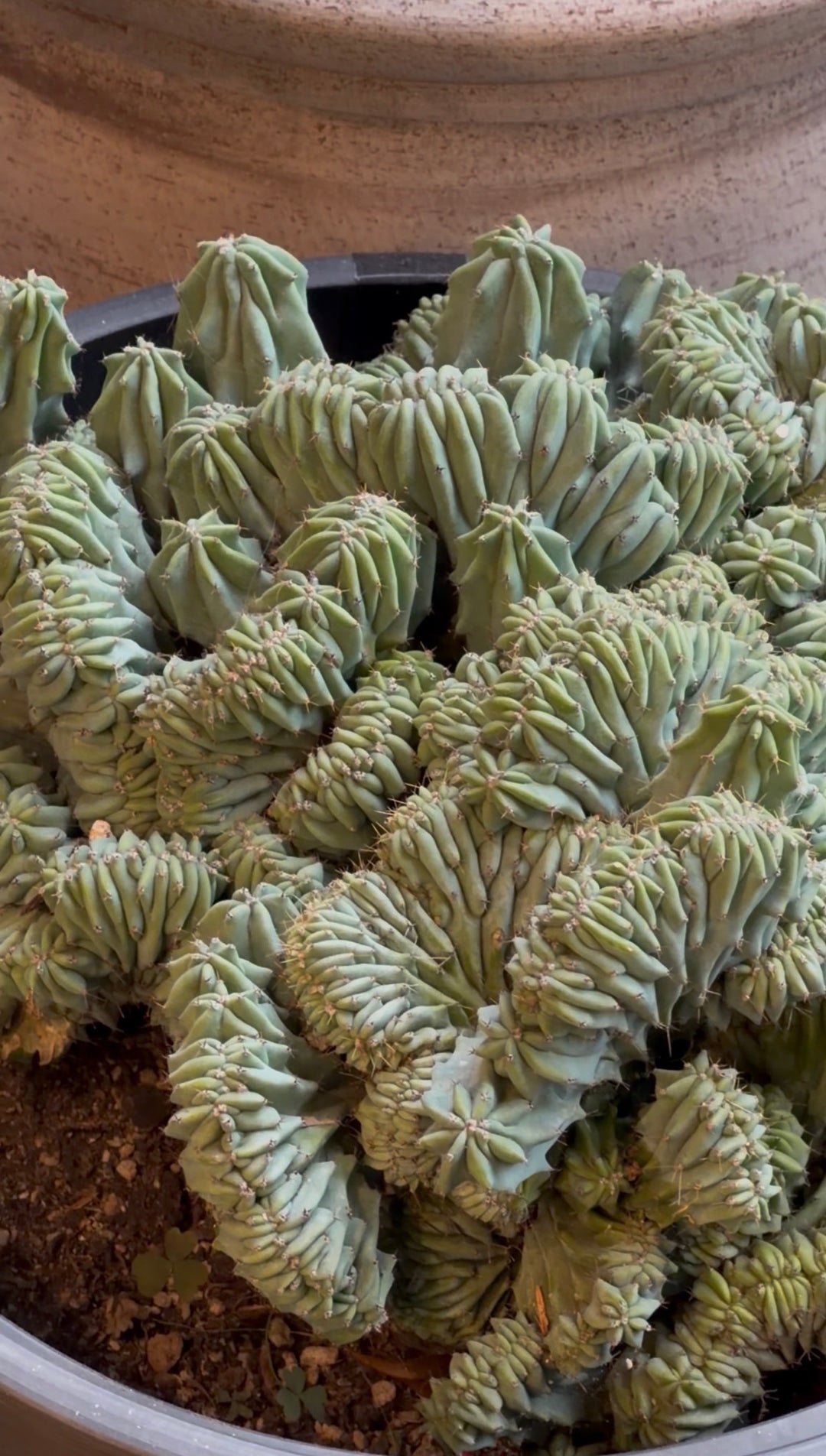 Crested Myrtillocactus
