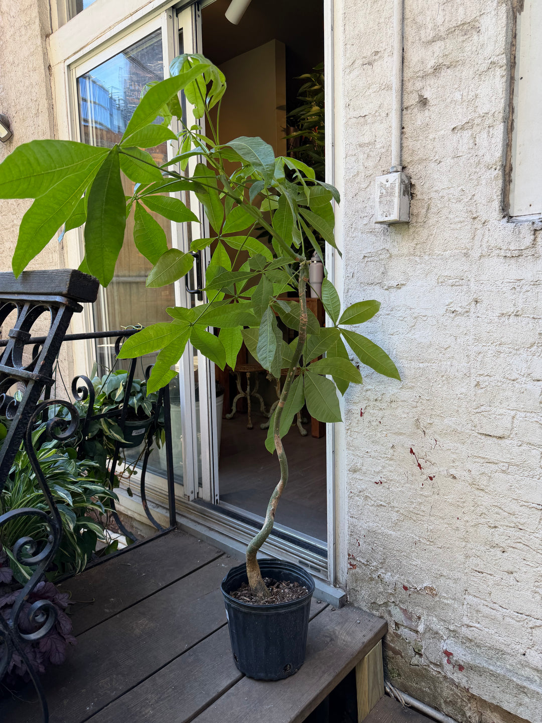 Money Tree