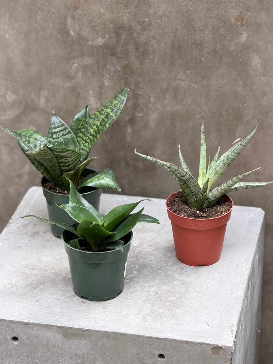 old philodendron tatei Philodendron 'Rojo Congo' – The Old Yew Plant Shop