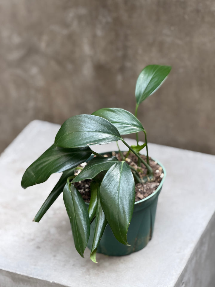 Rhaphidophora 'Dragon Tail'