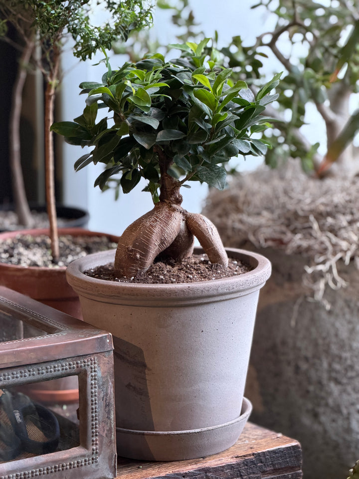 Ficus Ginseng Bonsai