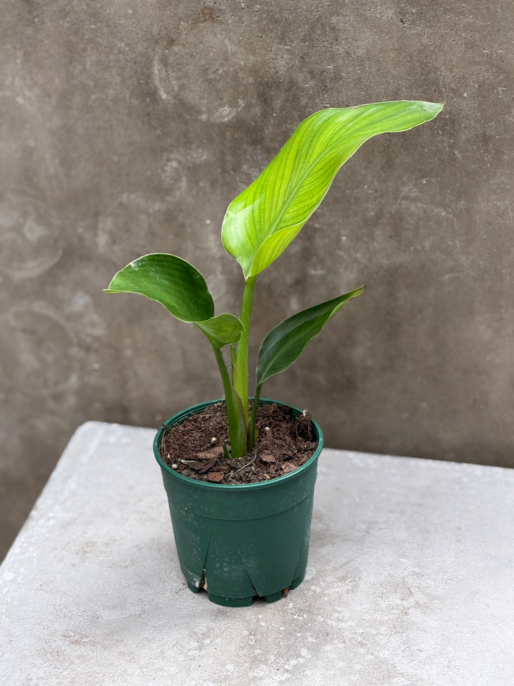 Bird of Paradise