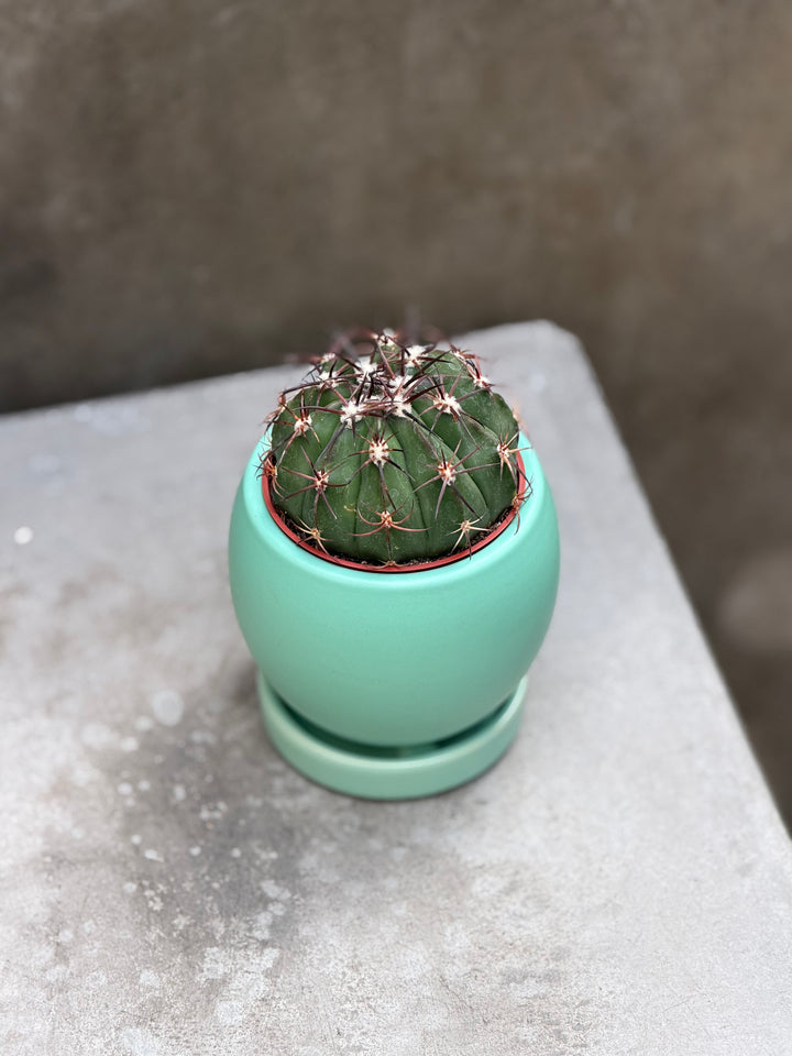 Cactus Garden
