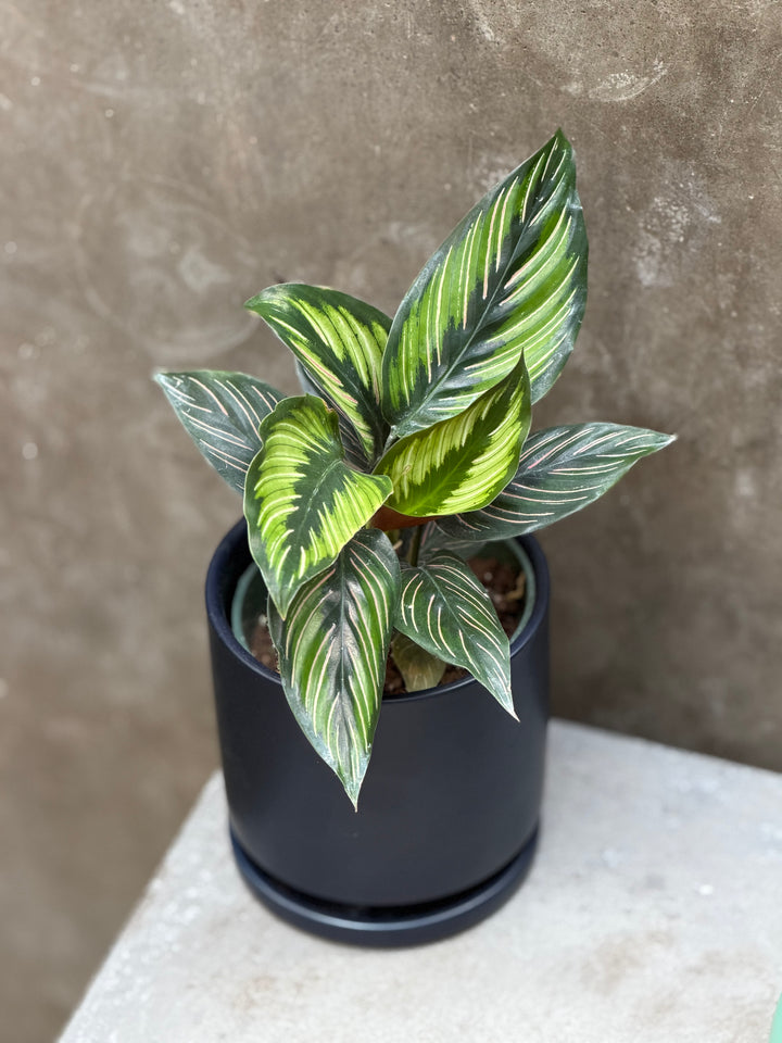 Calathea 'Beauty Star'