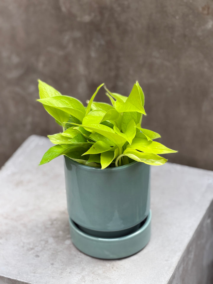 Neon Pothos
