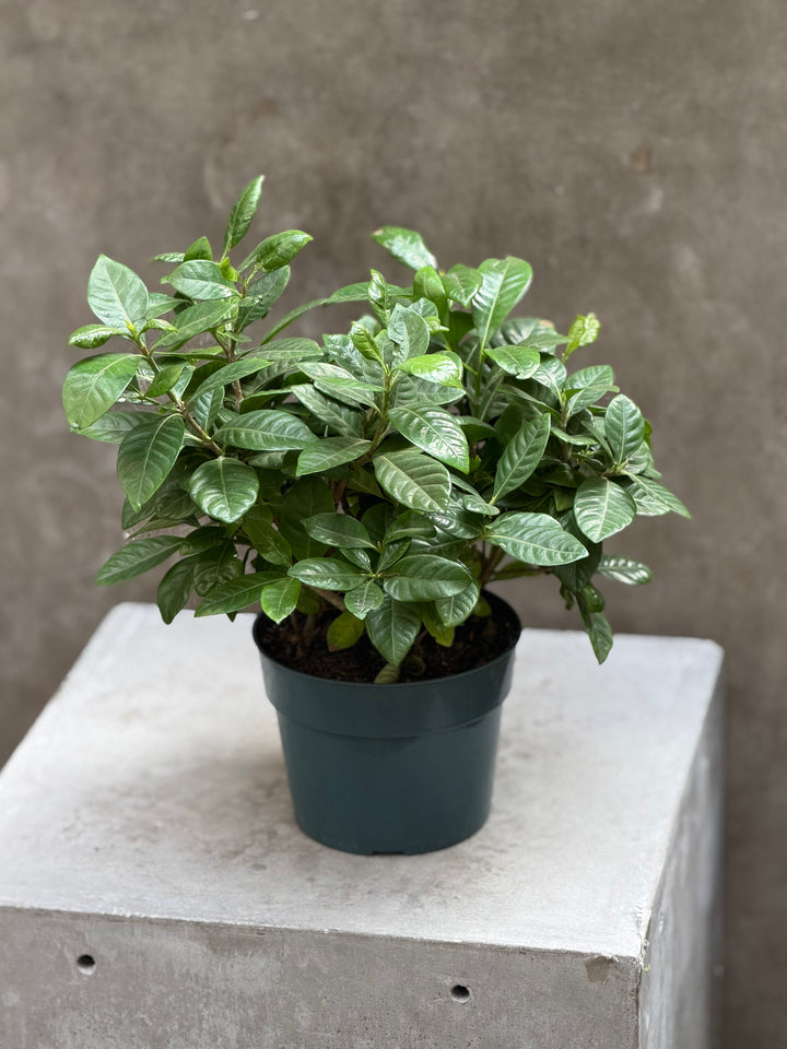 Gardenia