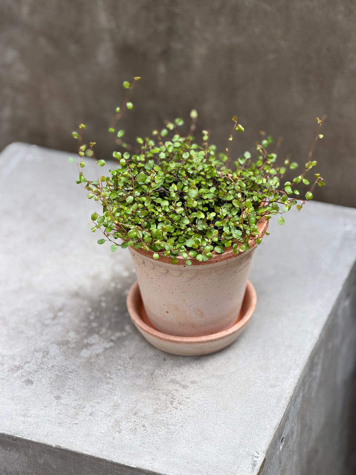 Creeping Wire Vine