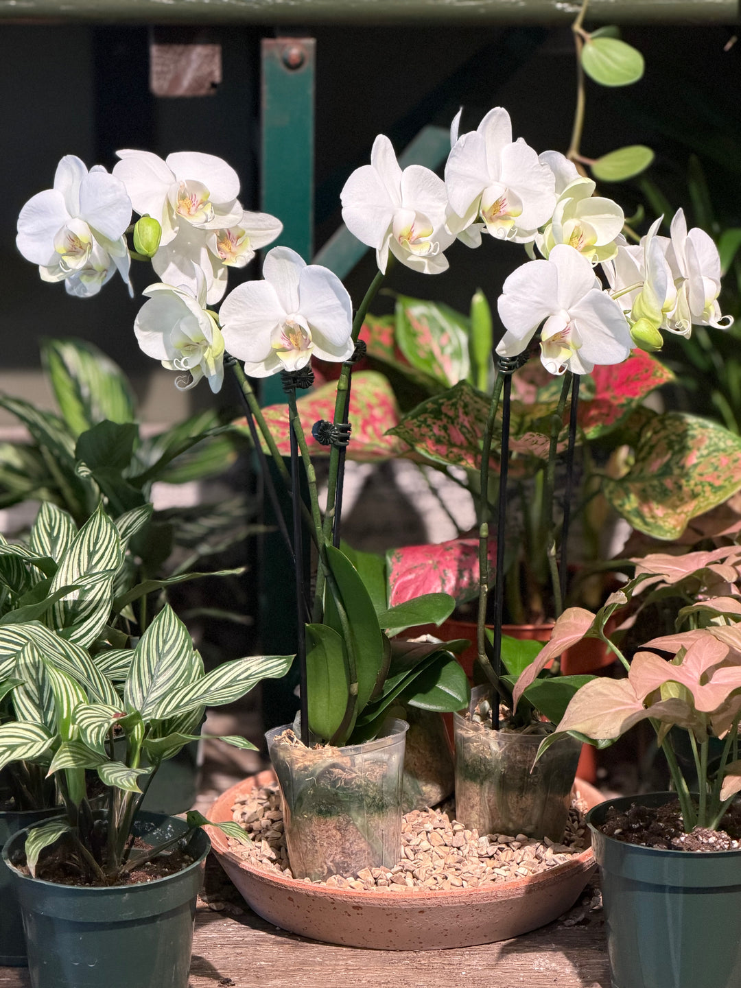 Blooming Orchid