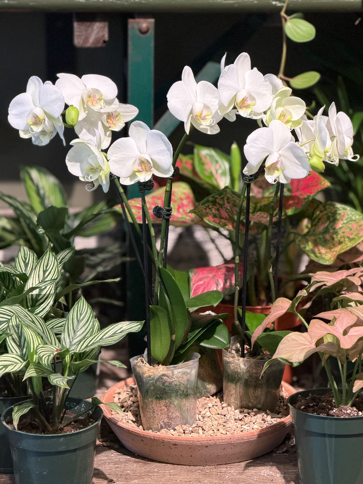 Blooming Orchid