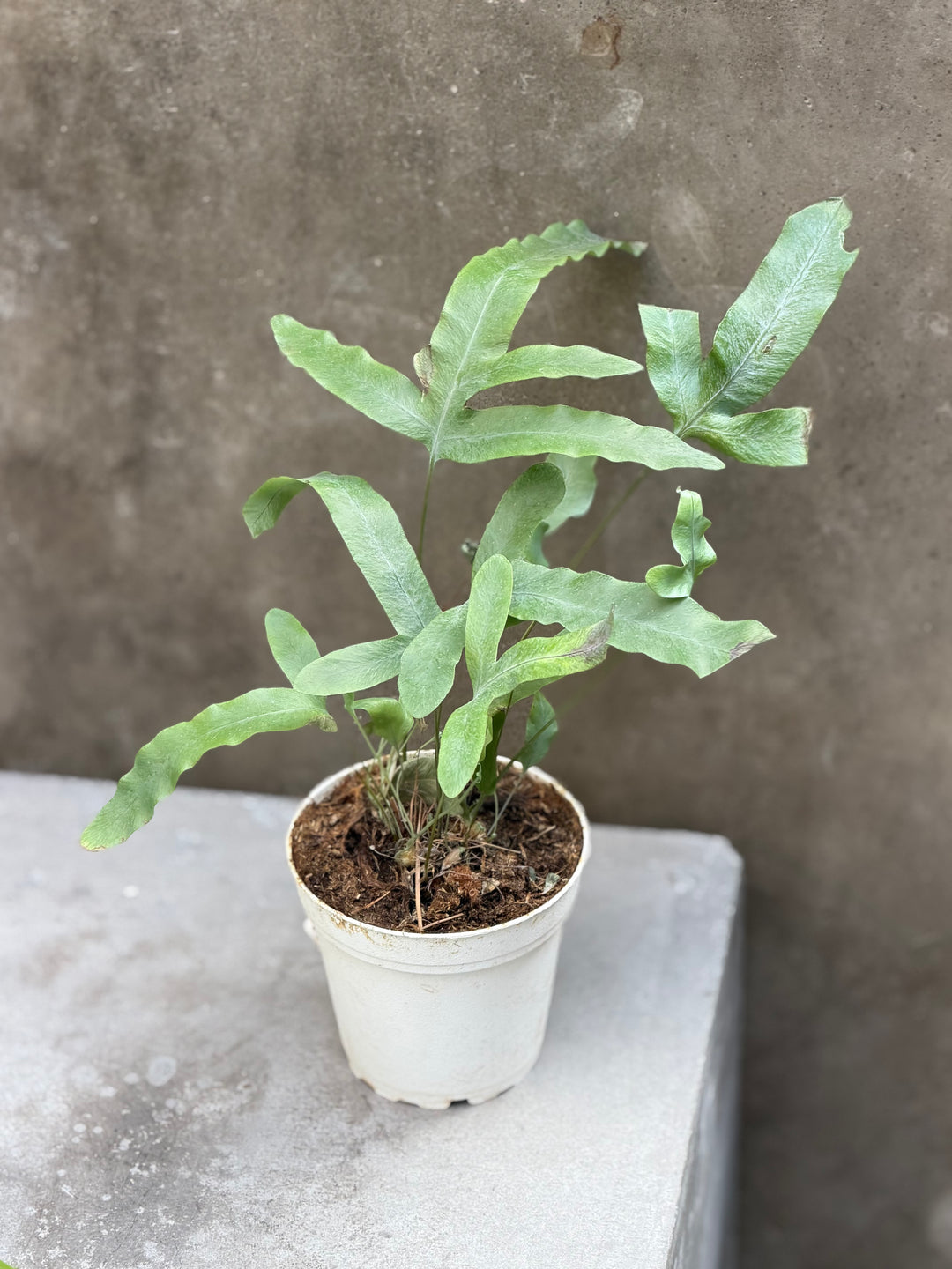 Blue Star Fern