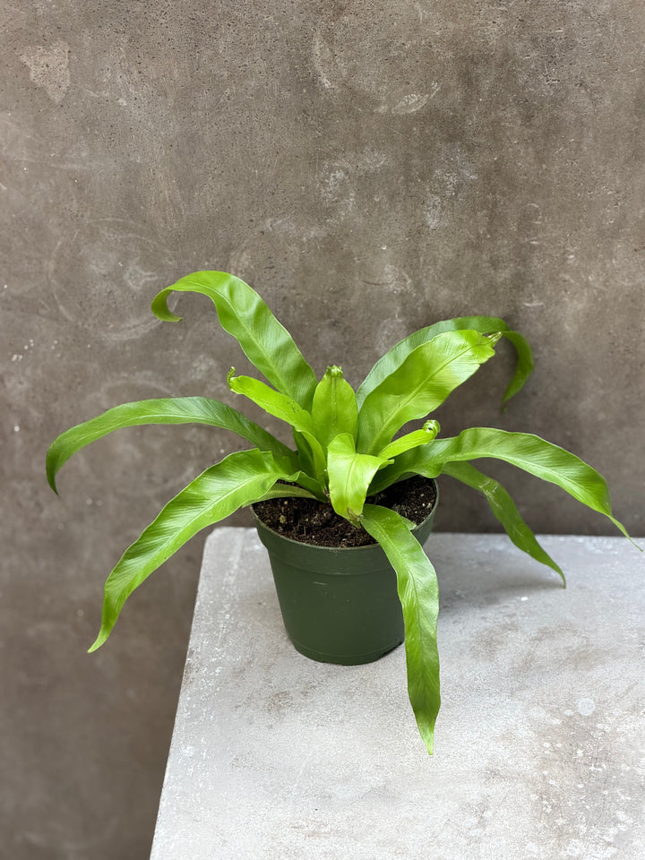 Antiquum Fern