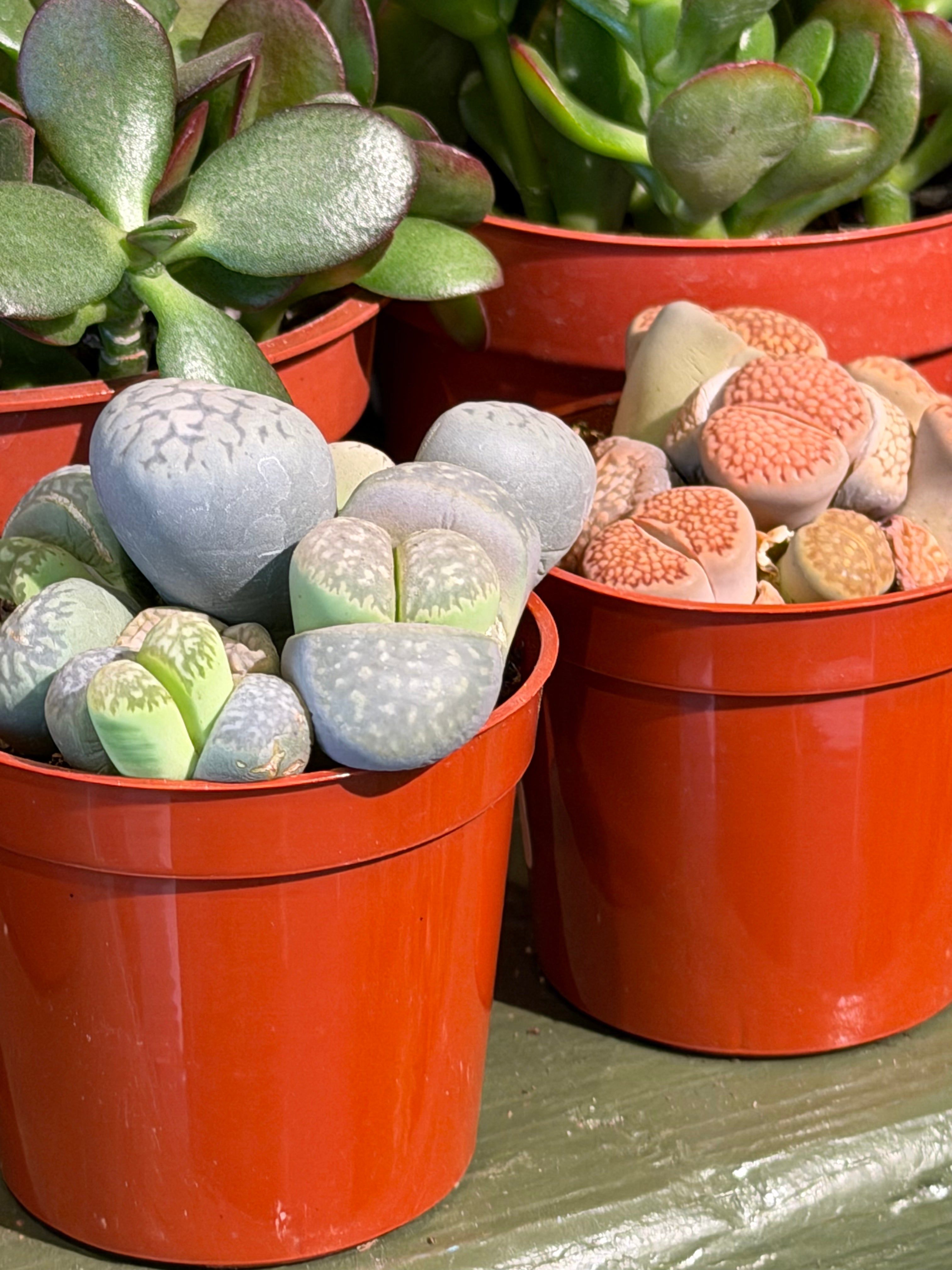The Old Yew Plant Shop Lithops - Thumbnail 3