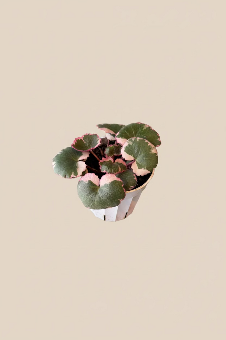 Variegated Strawberry Begonia