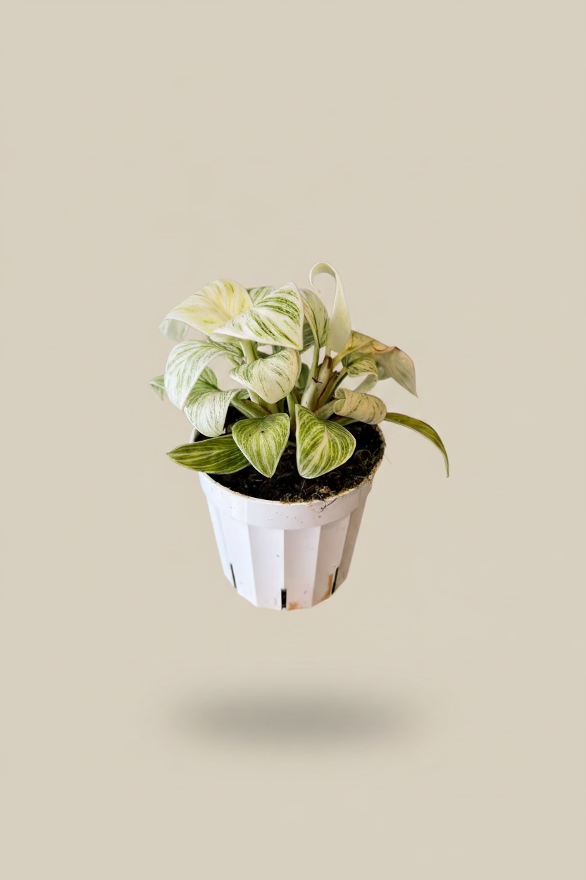 Philodendron Birkin