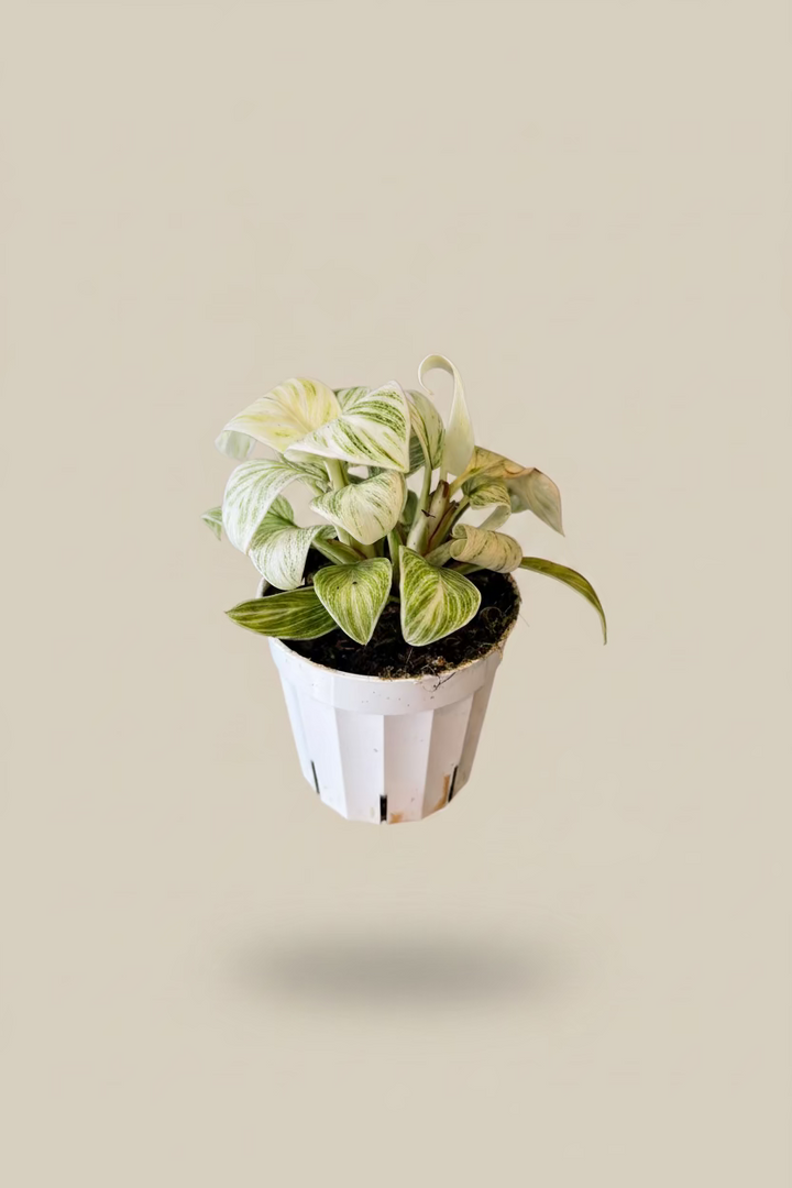 Philodendron Birkin
