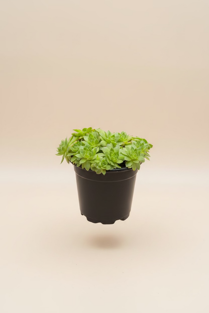 Sempervivum "Hens and Chicks"