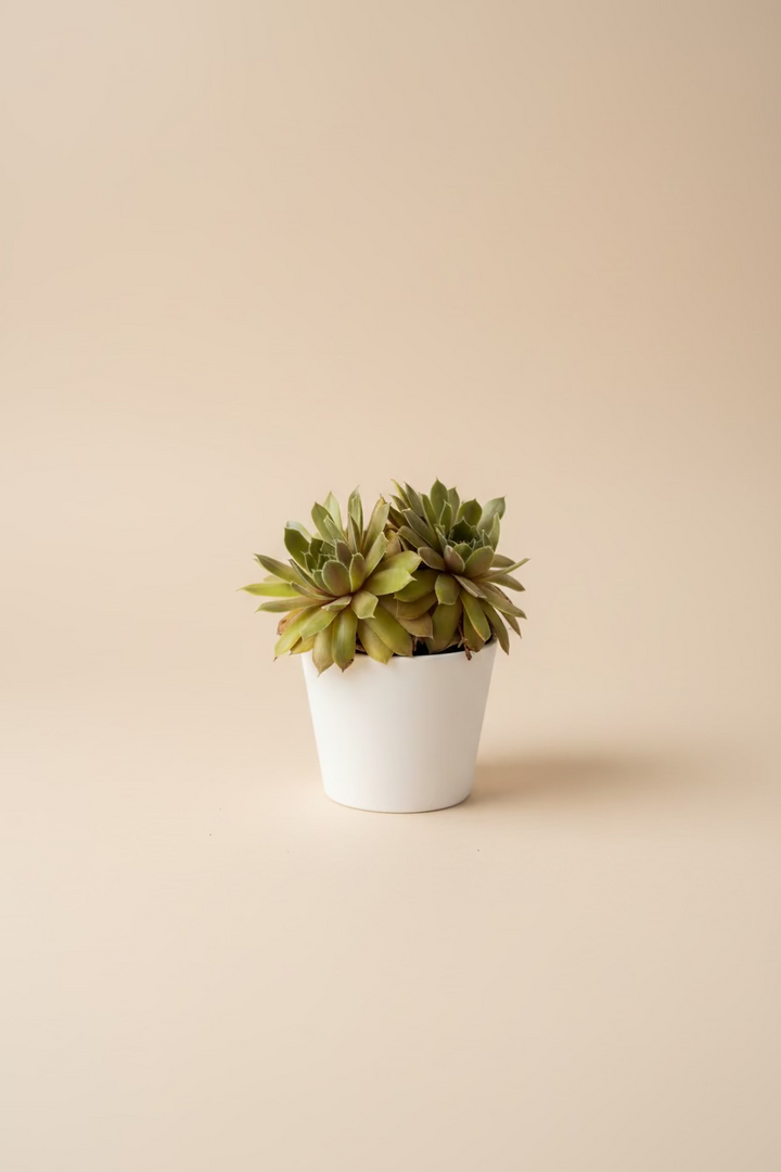Sempervivum "Hens and Chicks"