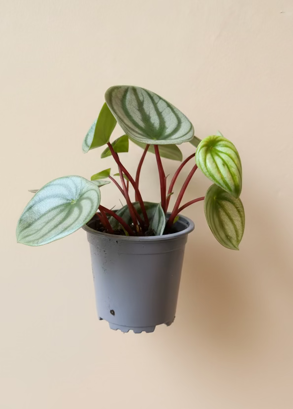 Peperomia