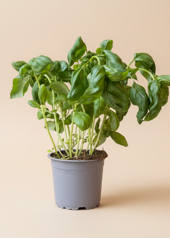 Herbs