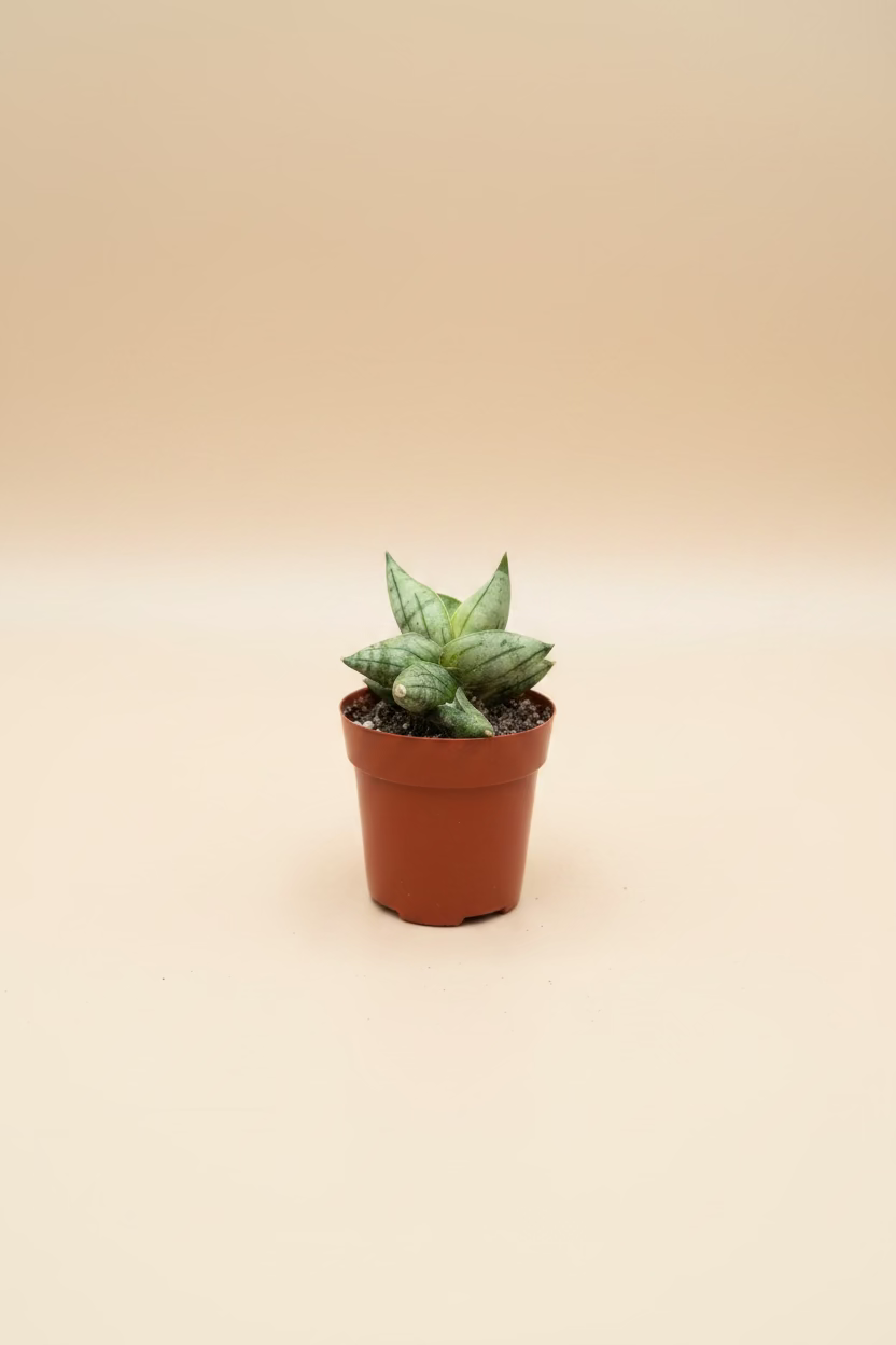 Snake Plant