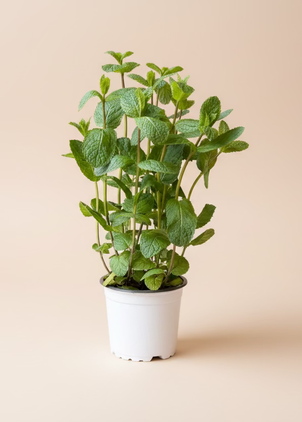 Herbs