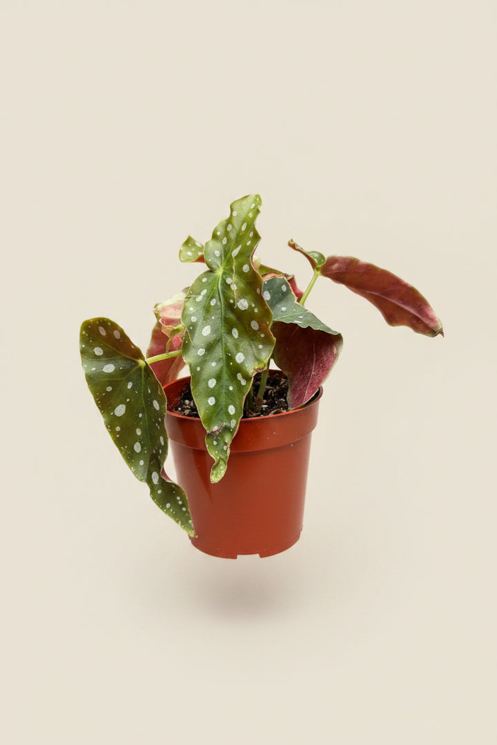 Polka Dot Begonia