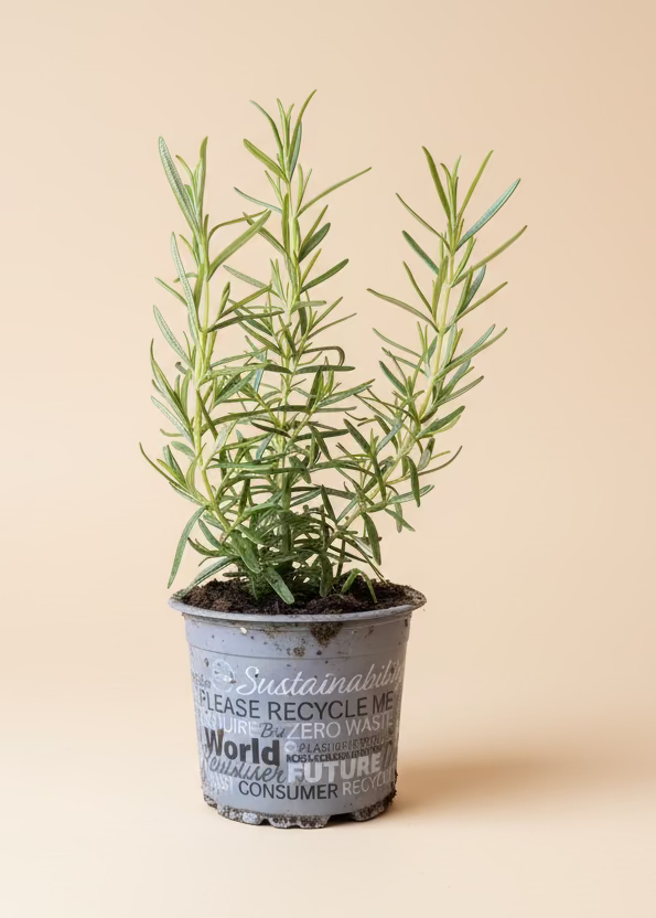 Herbs