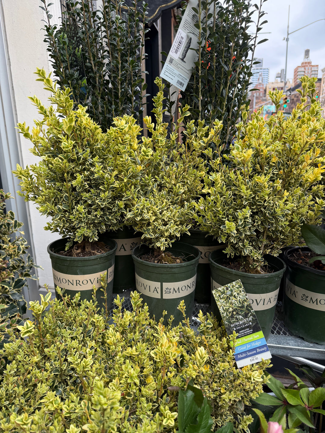 Variegated English Boxwood