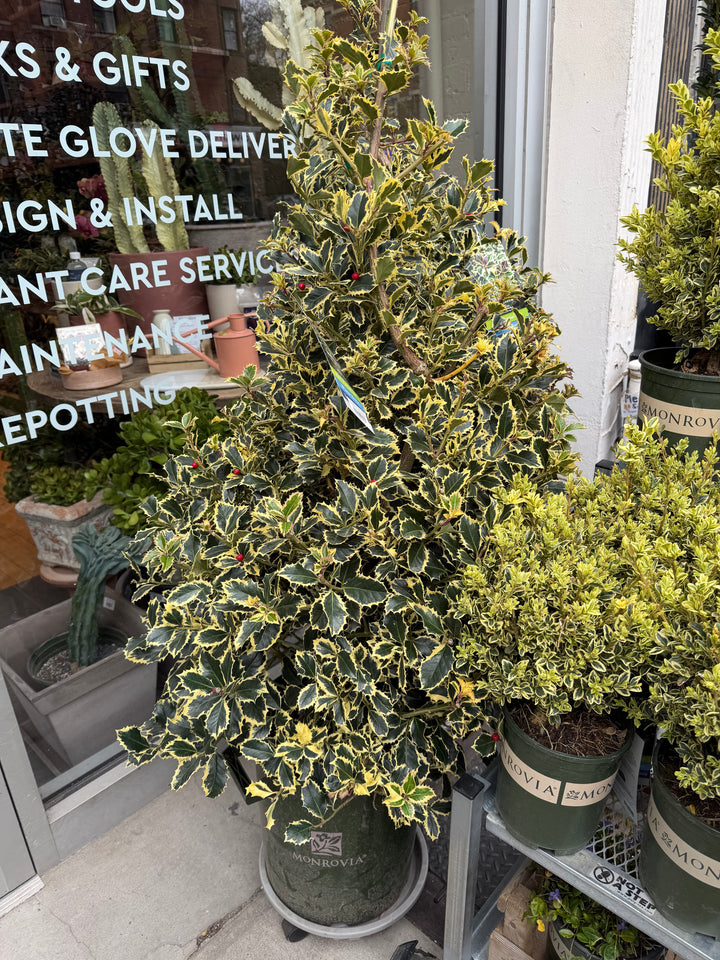 Variegated English Holly