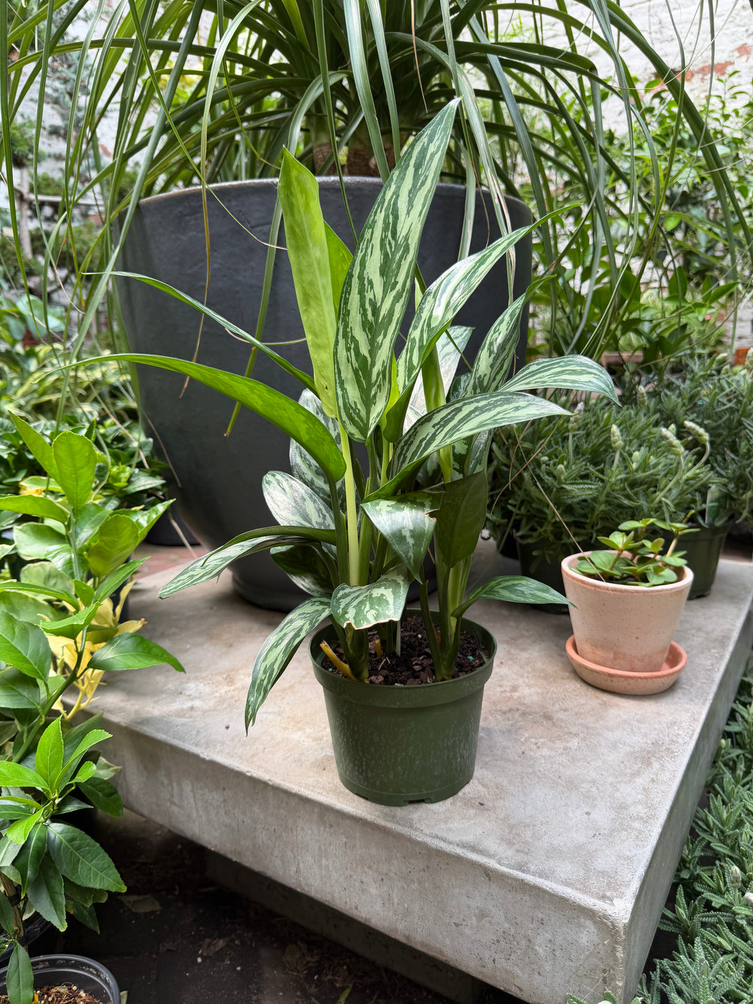 Aglaonema Tigress