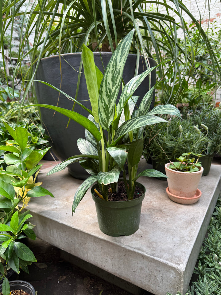 Aglaonema Tigress