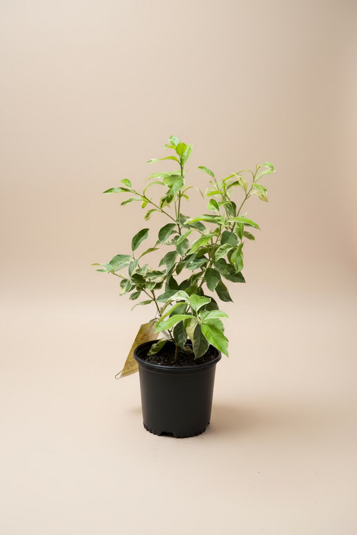 Citrus – Variegated Pink Lemon