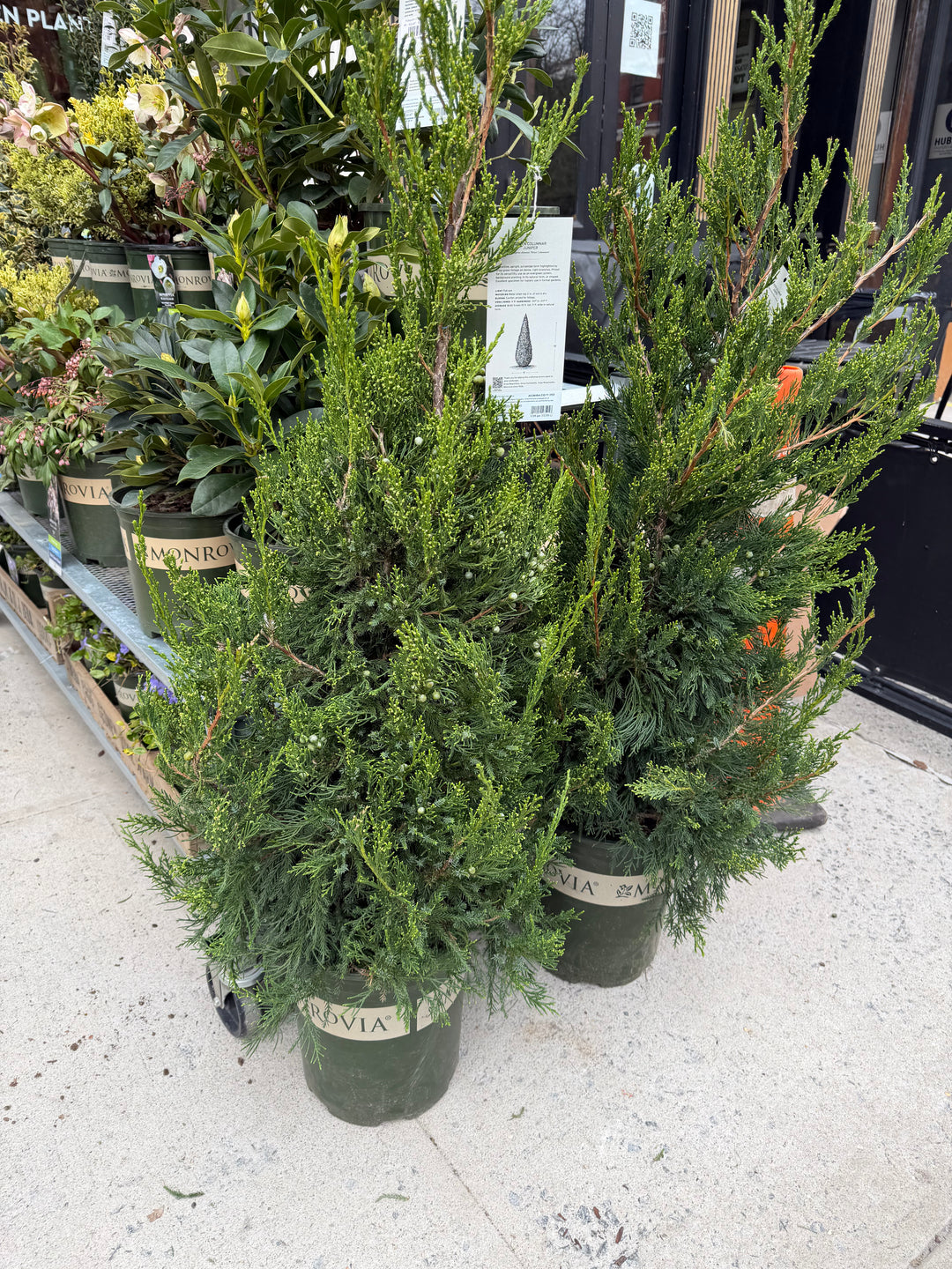 Green Columnar Juniper