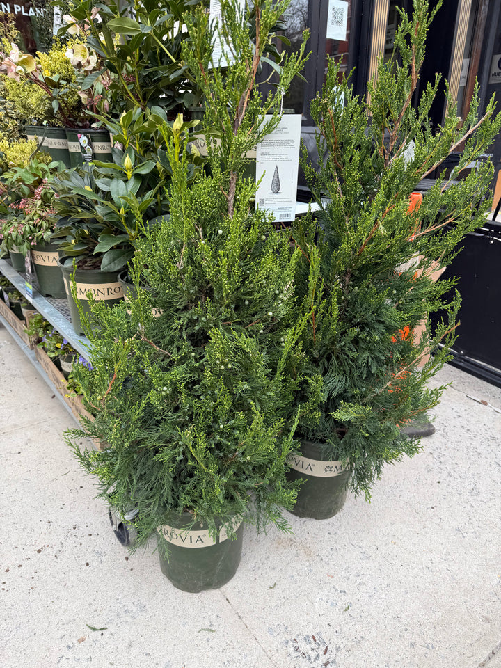 Green Columnar Juniper