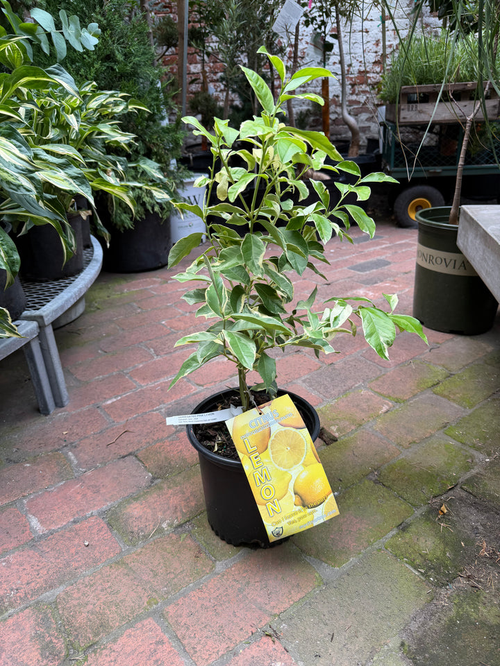 Citrus – Variegated Pink Lemon