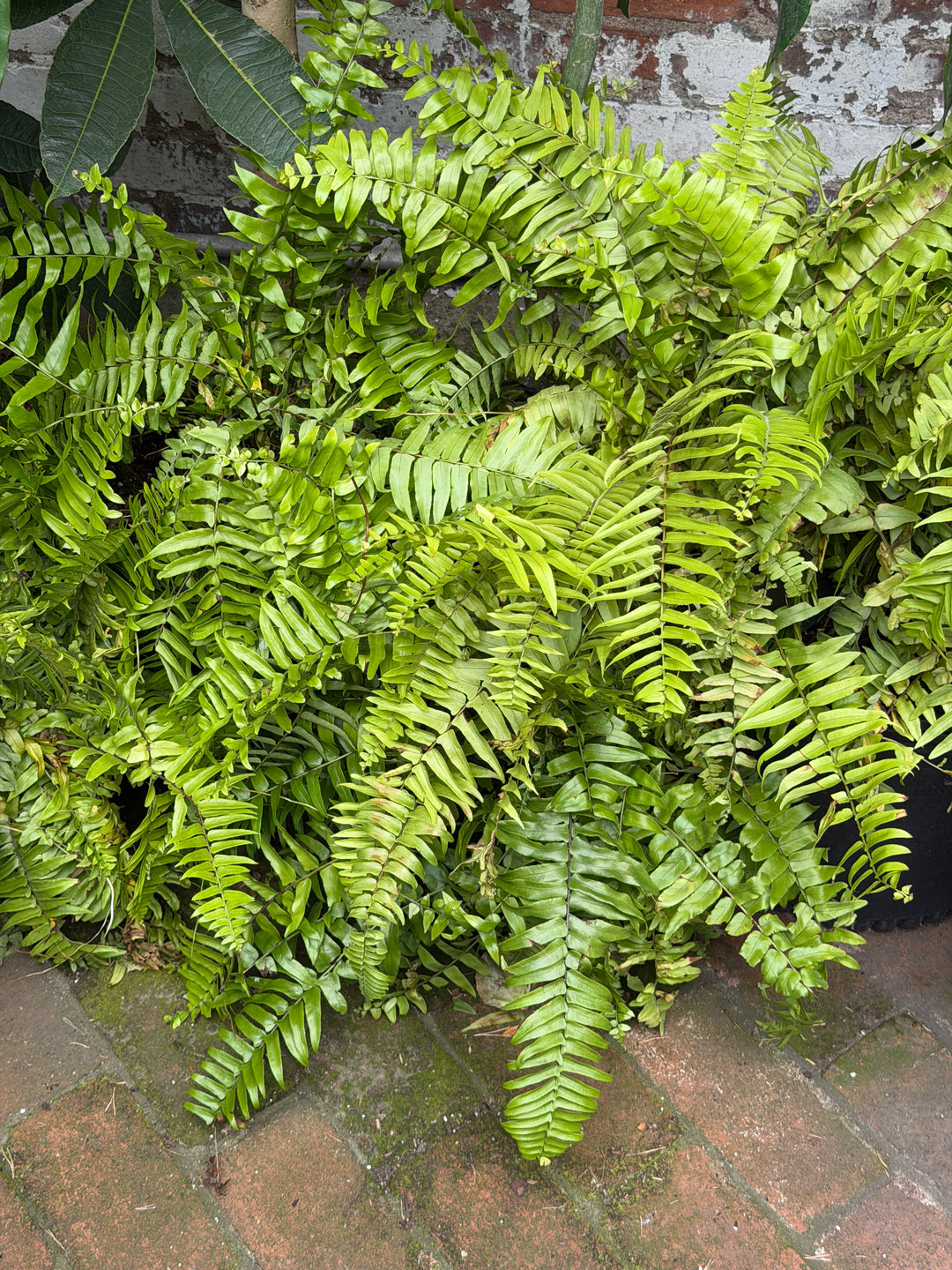 Macho Fern