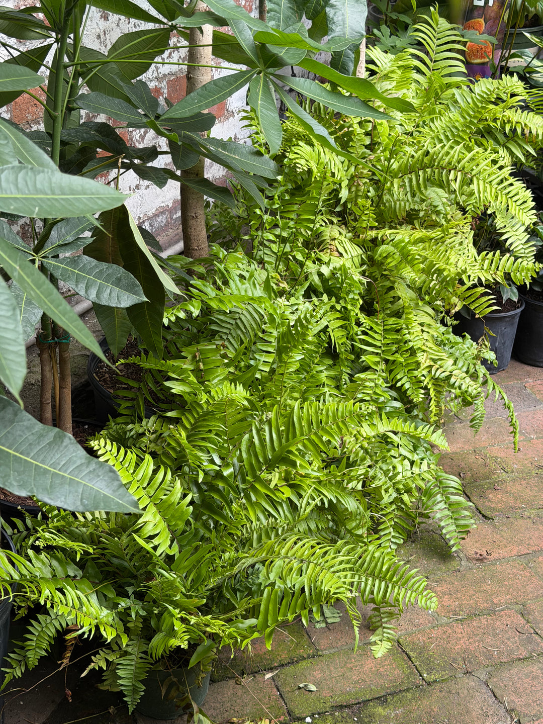 Macho Fern