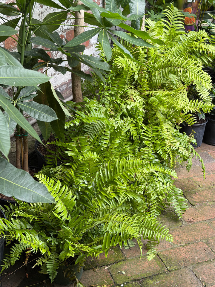 Macho Fern