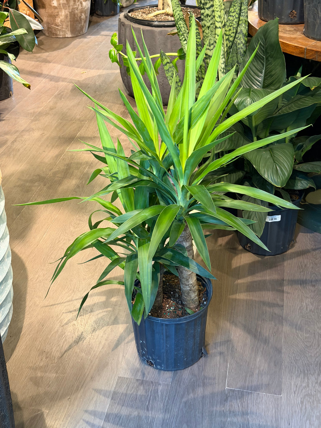 Yucca