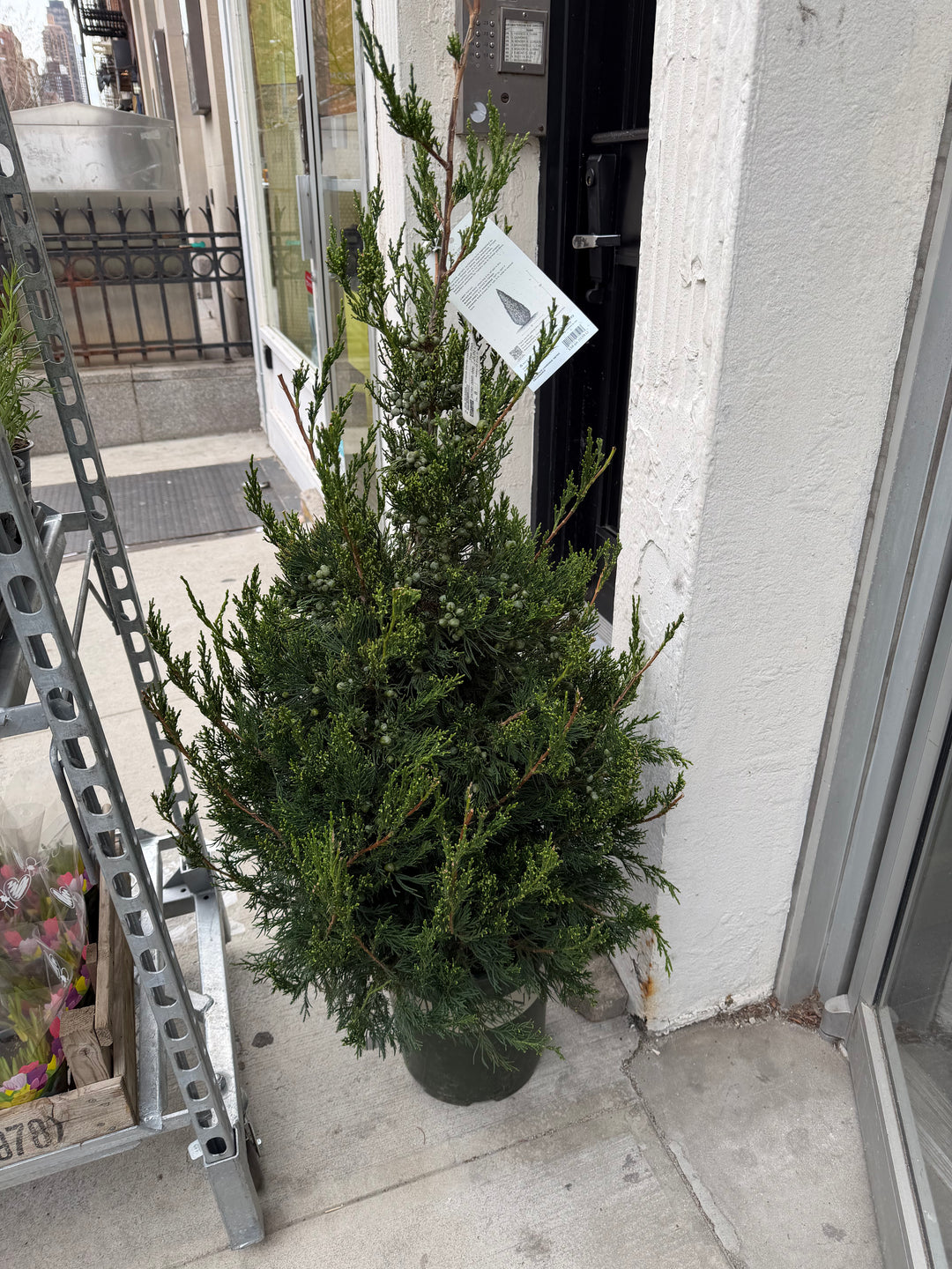 Green Columnar Juniper